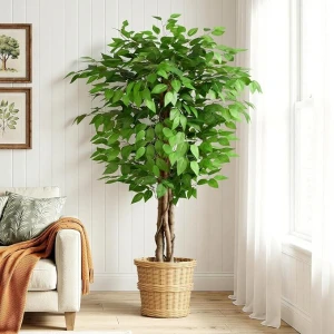 5ft Ficus Artificial Trees with Natural Curved Trunks, 60" 5 FT